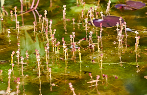 Pond plants